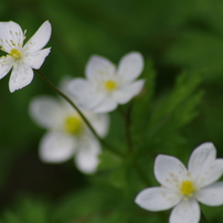 春の野の花-2014-2