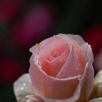 雨上がりの薔薇たち