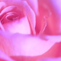 2014_ROSE