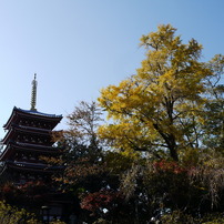 本土寺の紅葉ぱ～と１