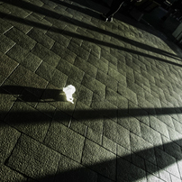 Shadows & Silhouettes