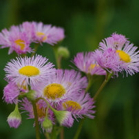 春の野の花-2014-4