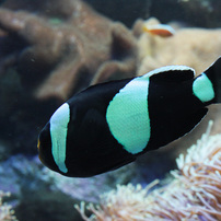 14/5/18　サンシャイン水族館②