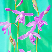 花写真＜2014年保存版(1)＞