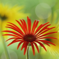 秋の花の写真 画像 写真集 写真共有サイト Photohito