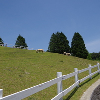 六甲山牧場にて（2014/5/24）