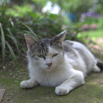 さよなら、ノラ猫　　（つかの間の休息　）