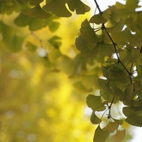 ２，００９年秋拾遺