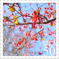 花切手＜2011年保存版(3)＞