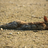 うさぎの写真 画像 写真集 写真共有サイト Photohito