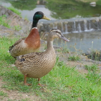 鴨川の鳥たち(完)