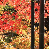 神峯山寺　紅葉