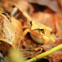 カエルたちの賛歌