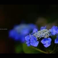 紫陽花9