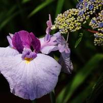 花菖蒲２０１４