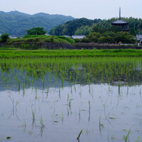 斑鳩の里