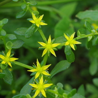 春の野の花-2014-3