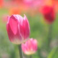 春の花♪