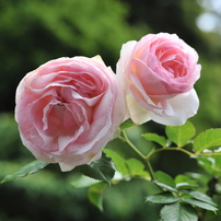 薔薇～2014～