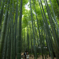 SIGMA(シグマ)のレンズ 17-35mm F2.8-4 EX DG ASPHERICAL (ｺﾆｶﾐﾉﾙﾀ用