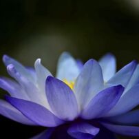 蒼く