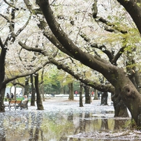 雨桜