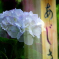 梅雨に咲く