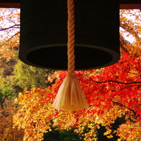 鎌倉花めぐり（7月～12月分）