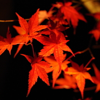 京都、2009年秋
