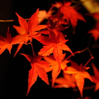 禅林寺永観堂