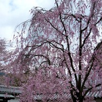 Daigo, Kyoto