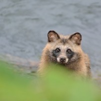 タヌキの写真 画像 写真集 写真共有サイト Photohito