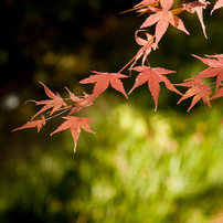 Autum Leaves