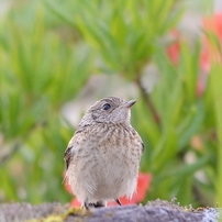 高原の小鳥