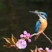 初めてのスライドショウ、野鳥や花々を入れました。