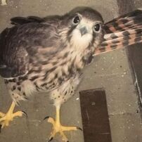チョウゲンボウ