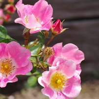 かほりに包まれて3－春薔薇2014