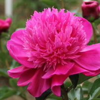 神代植物園のバラと芍薬
