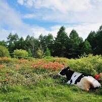 牛の写真 画像 写真集 写真共有サイト Photohito