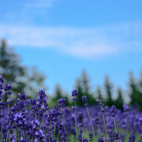 Lavender-4