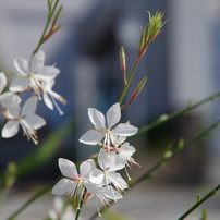 樹下の花想い-街路樹の色どり