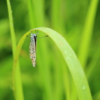 雨の中の虫たち