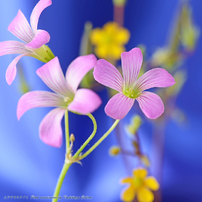 花写真＜2014年保存版(2)＞