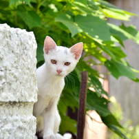 シロリン