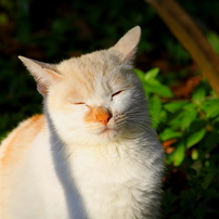 IMG_1227修善寺の猫
