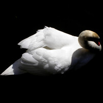 PENTAX(ペンタックス)のデジタルカメラOptio M10 で撮影した写真(画像