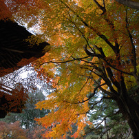 平林寺
