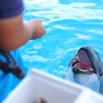イルカの写真 画像 写真集 写真共有サイト Photohito