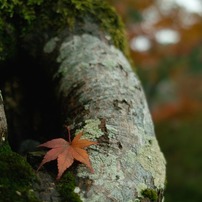 嵐山の紅葉