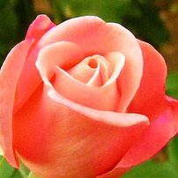 Rose garden